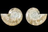 Agatized Ammonite Fossil - Madagascar #145906-1